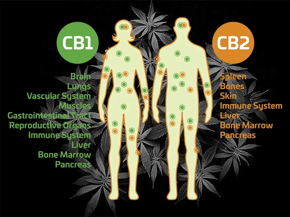 Verschillende Soorten Cannabinoïden