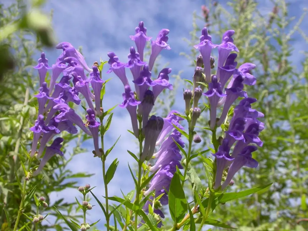 Scutellaria glidkruid