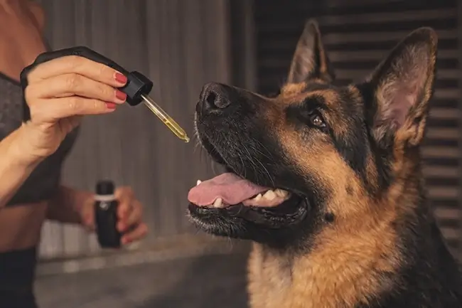 CBD olie hond dosering: pipet boven een hond die ontspannen ligt