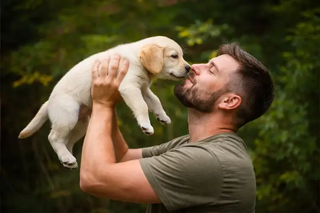 cbd olie voor honden