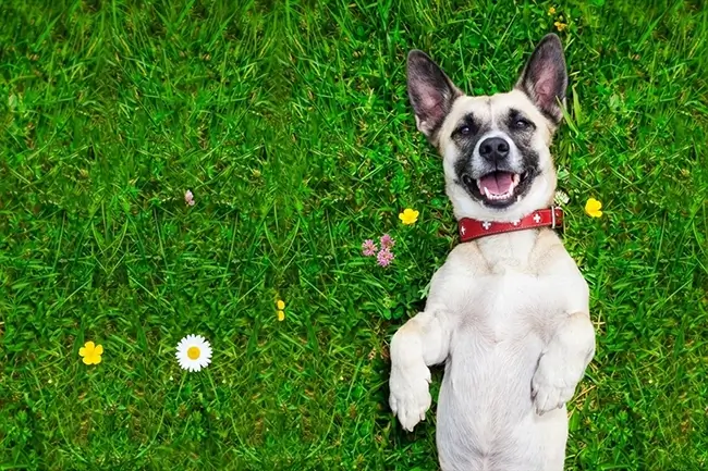 onze bobbie aan de cbd