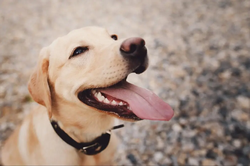 Hennepolie voor honden