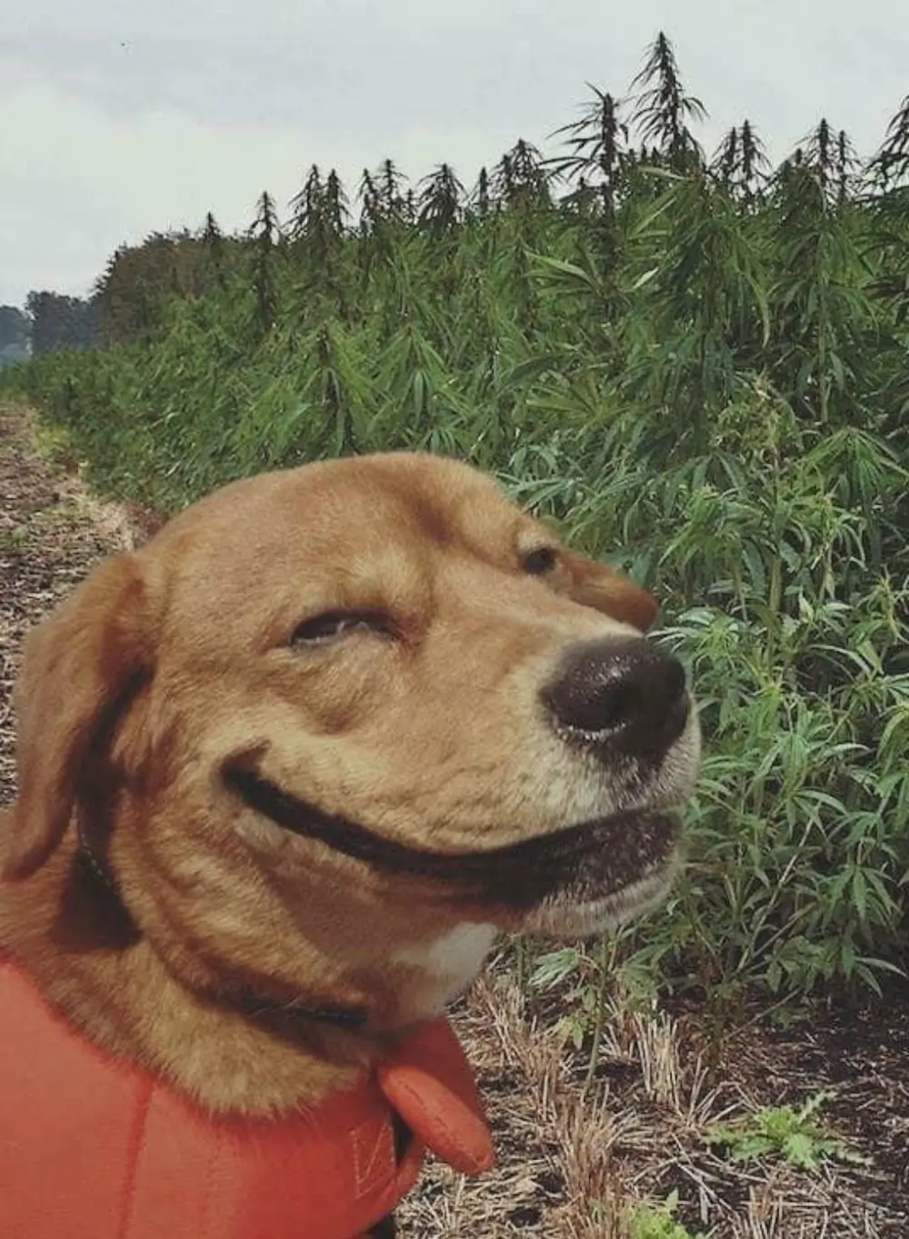 Hond Stoned gevaarlijk