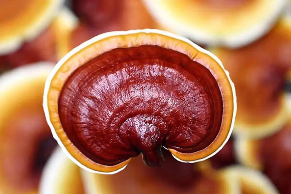 Reishi