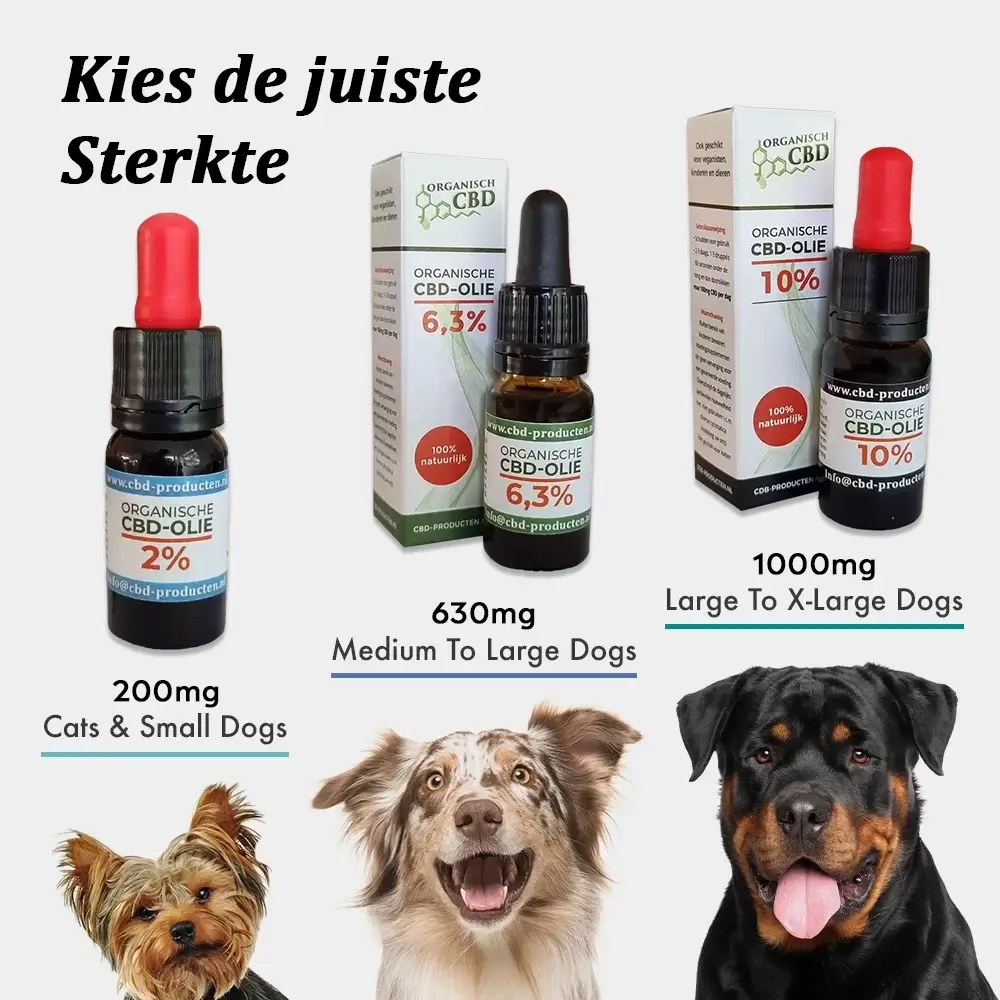 CBD Olie Hond Dosering voor Angstklachten