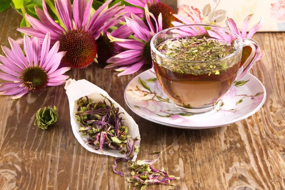 Echinacea purpurea kopen? Vergelijk de beste supplementen! Zoek je een krachtig natuurlijk supplement? Echinacea purpurea is een veelgebruikt kruid in capsules, thee en tincturen. Bekijk hier de beste producten en ontdek waarom deze plant zo populair is voor immuunondersteuning!