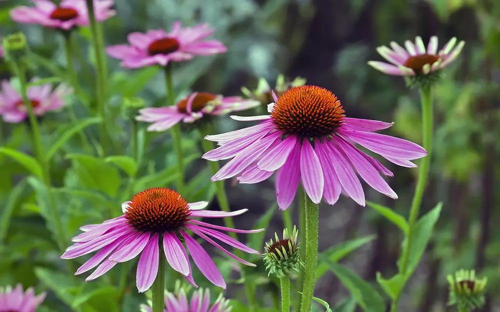 Echinacea purpurea - Natuurlijke Weerstandsondersteuning Ontdek de kracht van Echinacea purpurea! Deze paarse bloem wordt al eeuwenlang gebruikt en staat bekend om zijn krachtige bioactieve stoffen. Ideaal voor thee, supplementen en tincturen. Bekijk de mooiste afbeeldingen van deze plant en leer alles over de toepassingen!