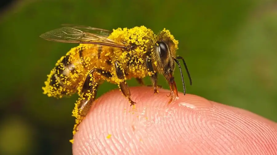 Bijengif crème tegen stijve spieren en gewrichten – 100% natuurlijke verzorging met bioactieve stoffen zoals melitine en adolapin