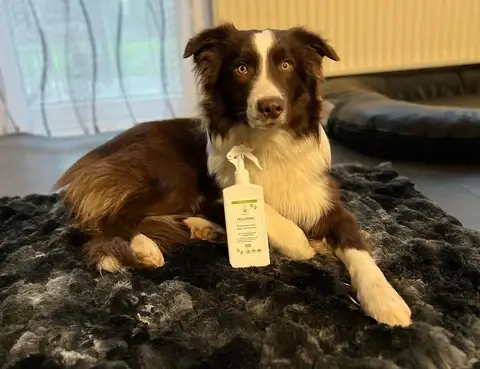 Hond en kat beschermd met natuurlijke spray tegen teken en vlooien