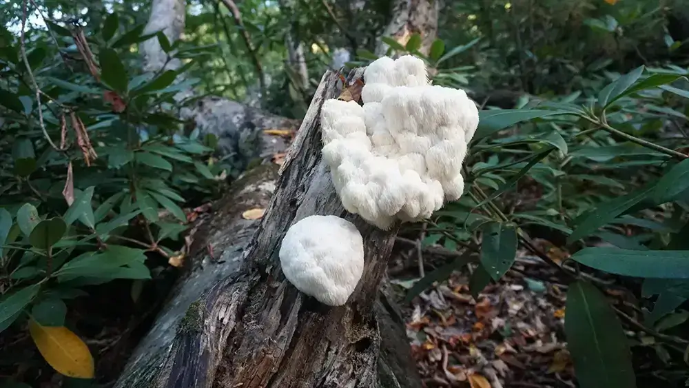 Verse Lion's Mane paddenstoel met kenmerkende witte, sliertige structuur, gewaardeerd in de Aziatische keuken.