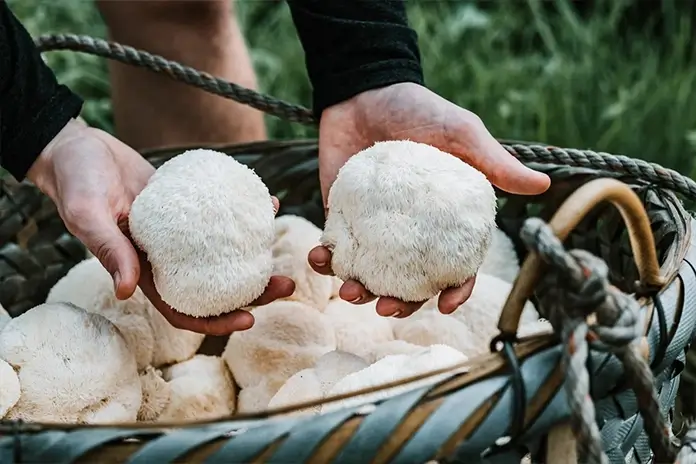 Hericium erinaceus (Lion’s Mane) in capsules – natuurlijk noötropisch voedingssupplement