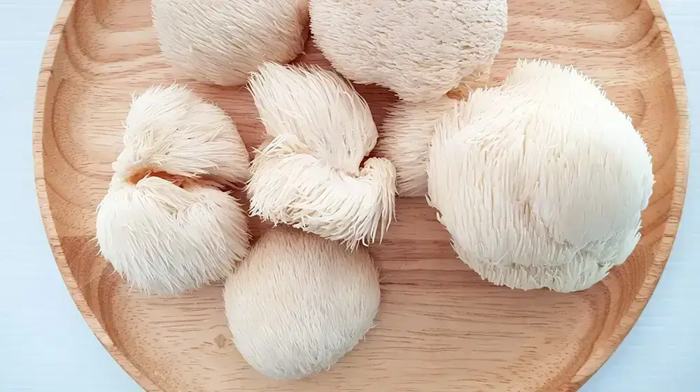 Lion's Mane paddenstoel (Hericium erinaceus) groeiend op een boomstam, bekend om zijn unieke uiterlijk en traditionele toepassingen.