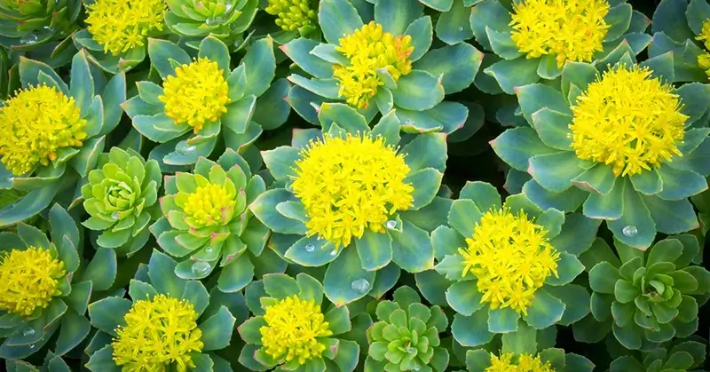 Rhodiola rosea supplement in capsulevorm – natuurlijk kruid tegen stress en vermoeidheid