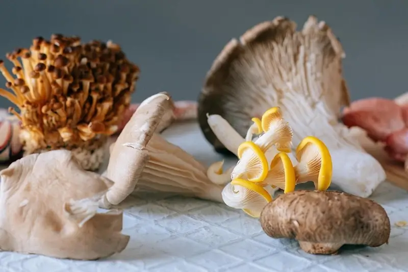 Verschillende functionele paddenstoelen zoals reishi, chaga en lion’s mane