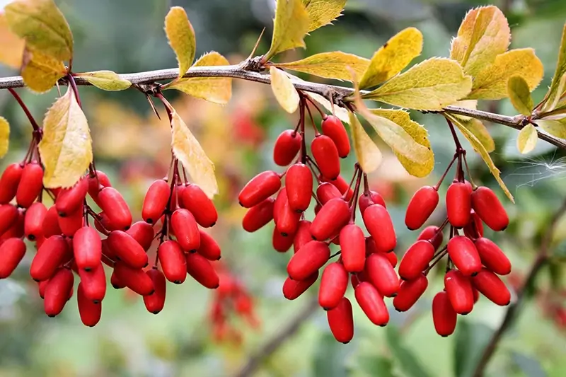 Berberine uit zuurbeswortel als natuurlijk alternatief voor bloedsuikerbalans