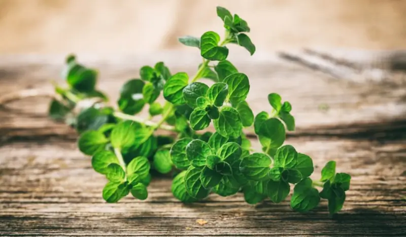 Wilde oregano plant Origanum vulgare