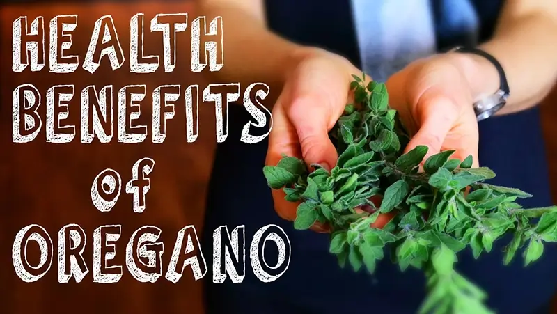 voordelen van oregano olie