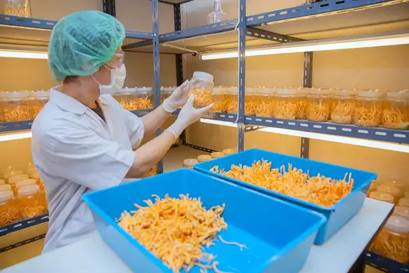 Cordyceps werking bij sport en energie in dagelijkse routine