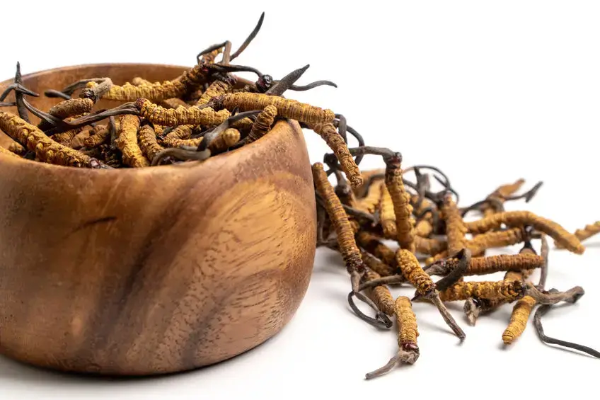 Cordyceps werking uitgelegd met poeder en capsules op tafel