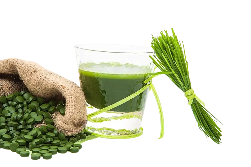 Close-up van groene algenpoeder onder daglicht