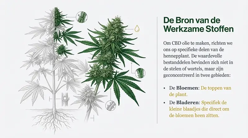 Waar zitten de werkzame stoffen in de hennepplant