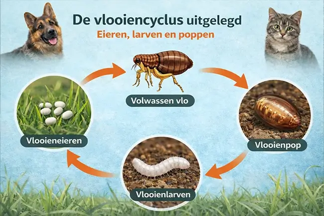 De vlooiencyclus uitgelegd. Eieren, larven en poppen
