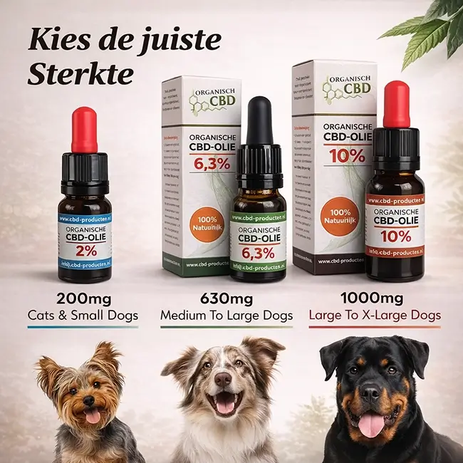 Angstige hond krijgt CBD olie als ondersteuning bij angst