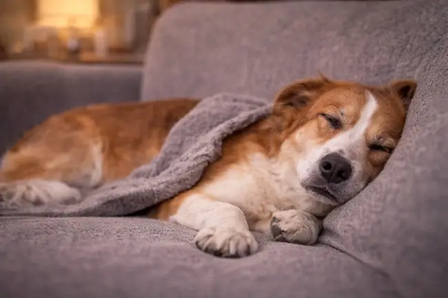 Hond ligt rustig na toediening van CBD olie bij angst