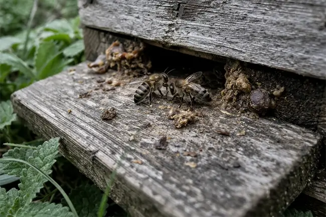 Close-up van honingbijen bij een houten bijenkast in een groene tuin terwijl ze plantenharsen verzamelen