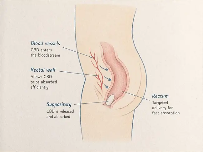 Illustratie van de opname van CBD via de rectale bloedvaten