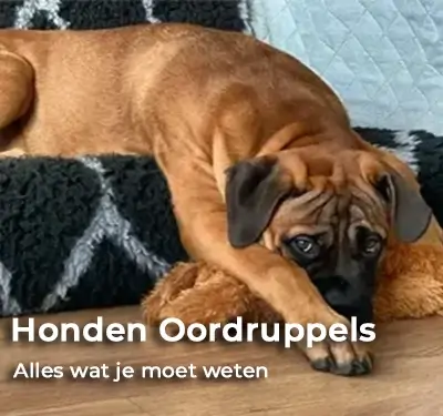 oorproblemen honden