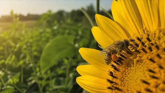 Bij verzamelt stuifmeel van een gele bloem in de zomerzon