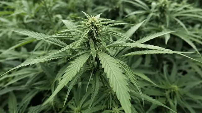 Cannabisplant close-up met hennepblad als bron van THC olie en CBD olie