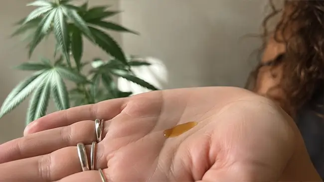 CBD olie Nederland druppels op handpalm met hennepplant op achtergrond