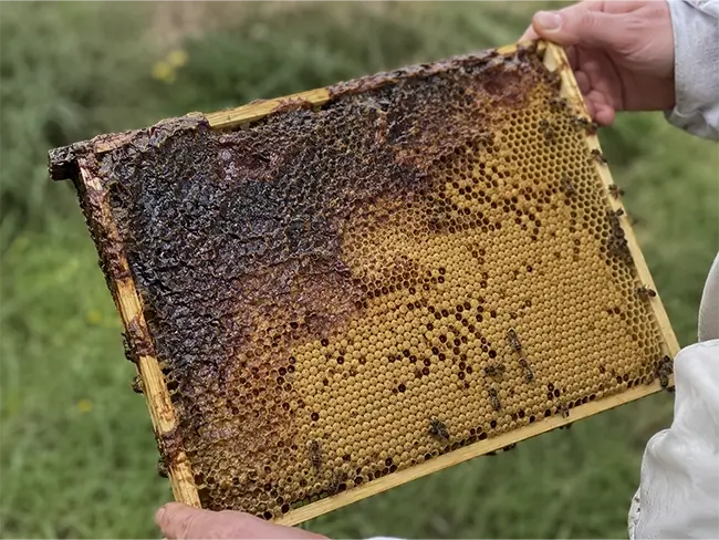 Gezondheidsvoordelen van propolis met bijen op een raat
