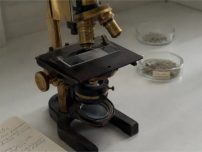 parasieten onder een microscoop in laboratorium onderzoek