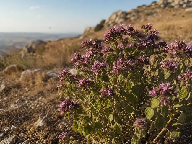 Wilde oregano plant in volle bloei met paarse bloempjes en groene bladeren