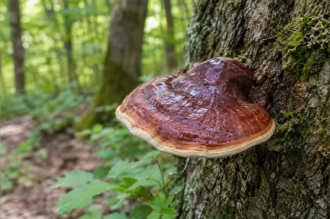 Roodbruine Reishi paddenstoel op boomstam